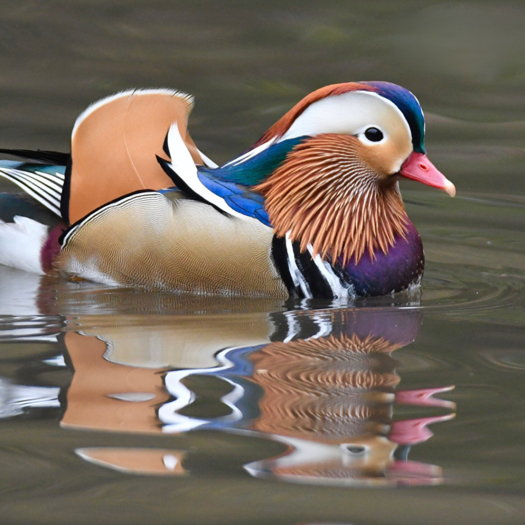 Gliding beautifully atop, furiously paddling underneath.